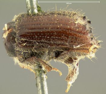 Media type: image;   Entomology 5449 Aspect: habitus lateral view